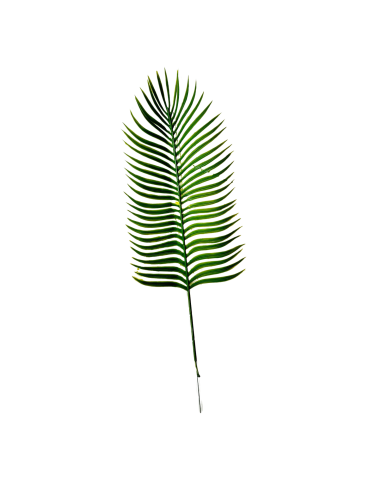 Feuilles de palmier artificielle PHOENIX x 5 -...