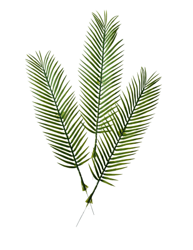 Feuilles de palmier artificielle PHOENIX x 5 -...