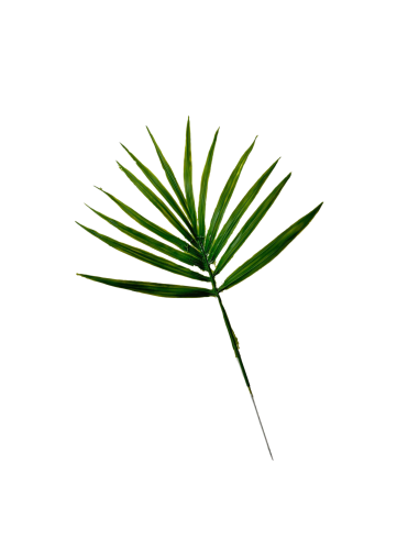 Feuilles de palmier Chamaerops artificielle x 5...