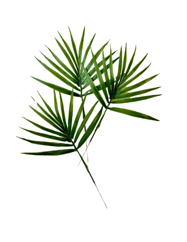 Feuilles de palmier Chamaerops artificielle x 5...