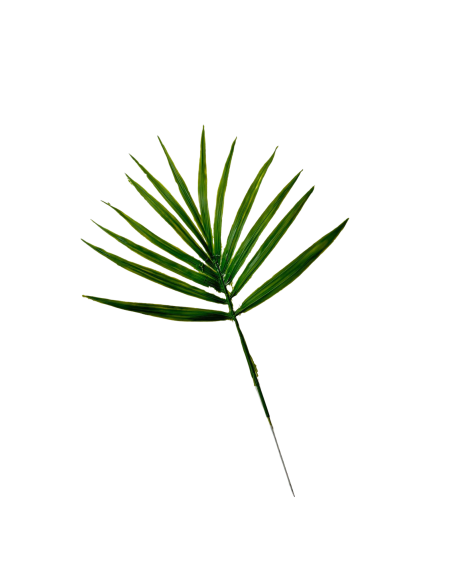 Feuilles de palmier Chamaerops artificielle x 5 -  H 44 cm D 32 cm