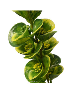 Bupleurum en pic plastique artificiel x 5 -  H 40 cm