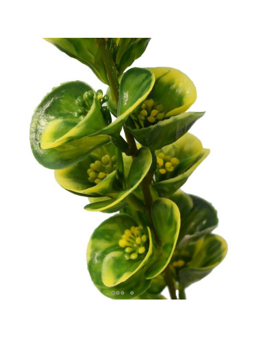 Bupleurum en pic plastique artificiel x 5 -  H...